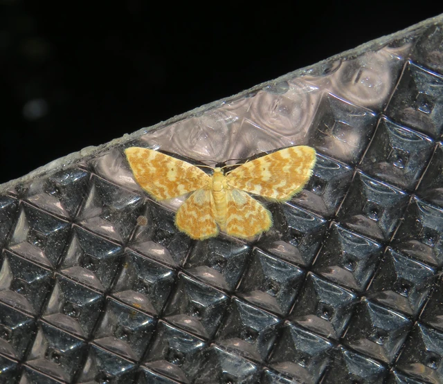 Hydrelia flammeolaria - narancssárga araszoló