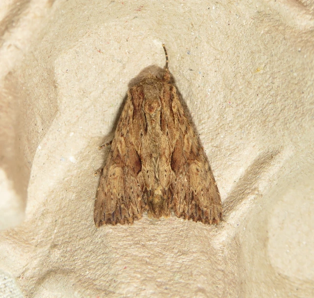 Apamea syriaca tallosi - Tallós dudvabaglya