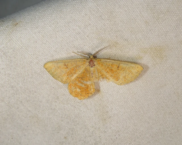 Angerona prunaria - sárga kökényaraszoló