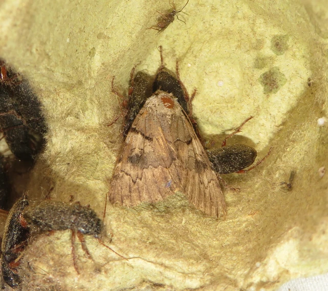 Catocala hymenaea - kökény-övesbagoly