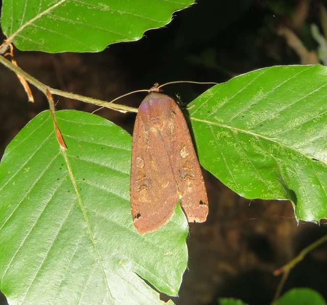 Noctua pronuba - nagy sárgafűbagoly