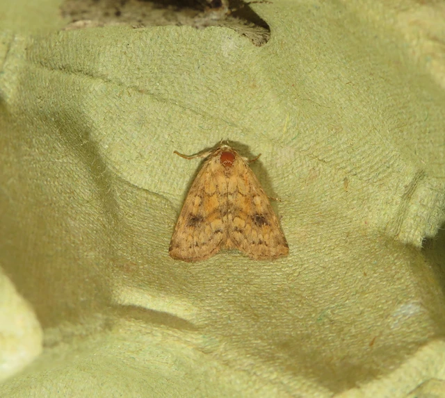 Atypha pulmonaris - tüdőfű-levélbagoly