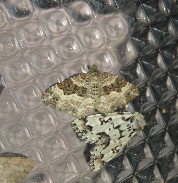 Epirrhoe alternata - galaj-tarkaaraszoló