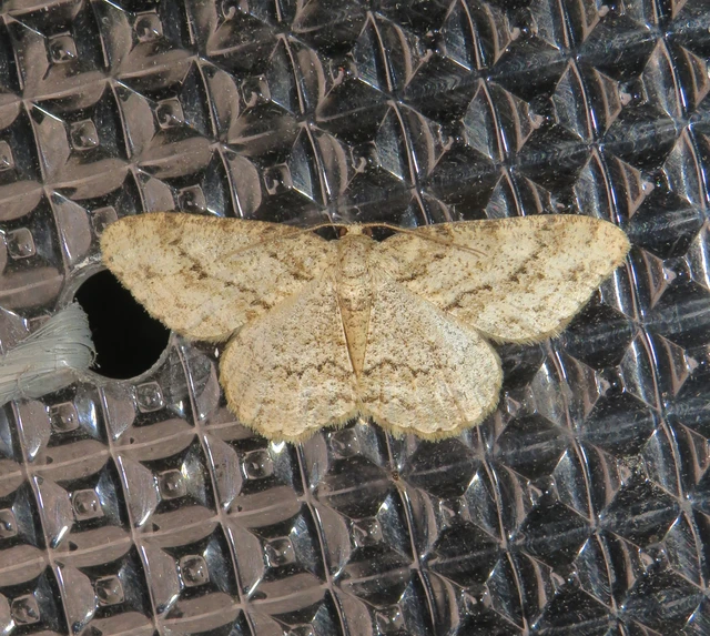 Ectropis crepuscularia - avararaszoló