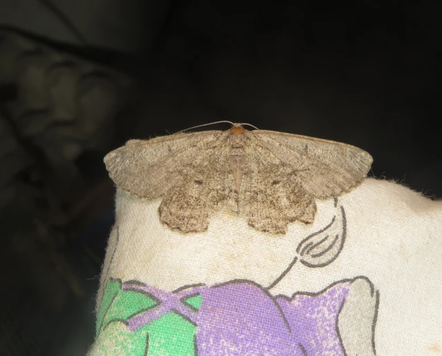 Hypomecis roboraria - nagy tölgyfaaraszoló