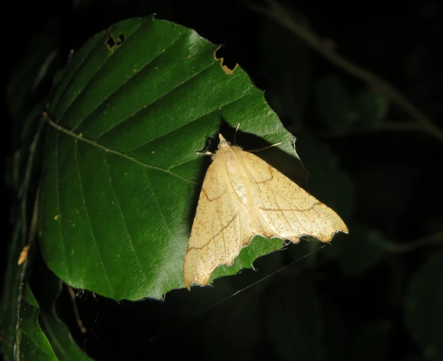 Ennomos quercinaria - tölgyfa-levélaraszoló