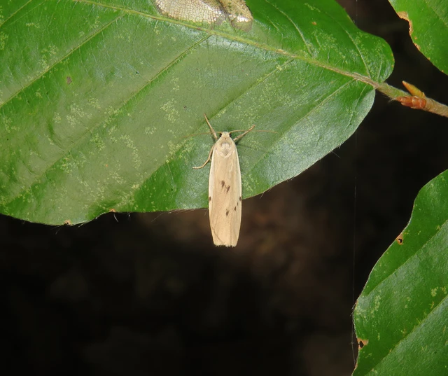 Pelosia muscerda - hamvas zuzmószövő
