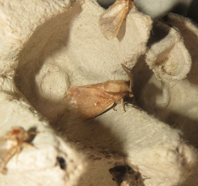 Dendrolimus pini - fenyőpohók