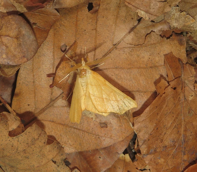 Ennomos quercinaria - tölgyfa-levélaraszoló
