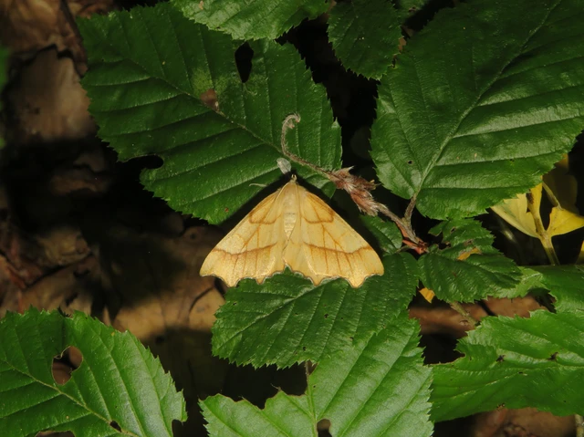 Ennomos quercinaria - tölgyfa-levélaraszoló