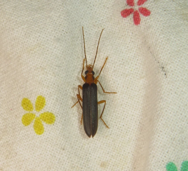 Nacerdes carniolica - karnóliai álcincér