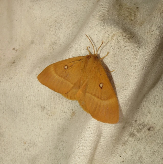 Lasiocampa quercus - tölgyfaszövő