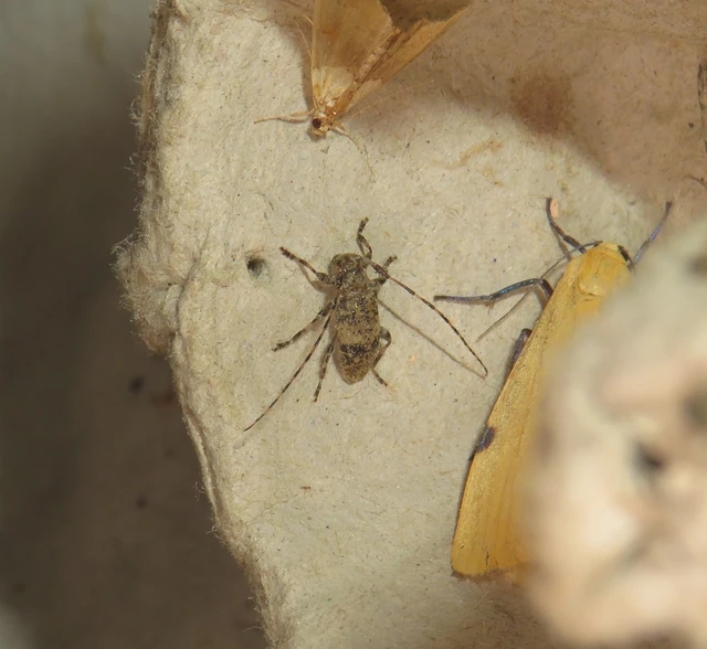 Leiopus nebulosus - öves gesztcincér