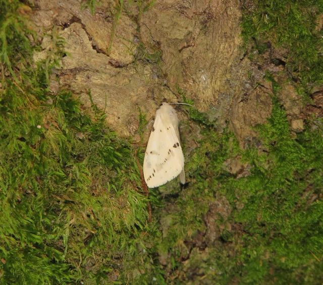 Spilarctia lutea - sárgás medvelepke