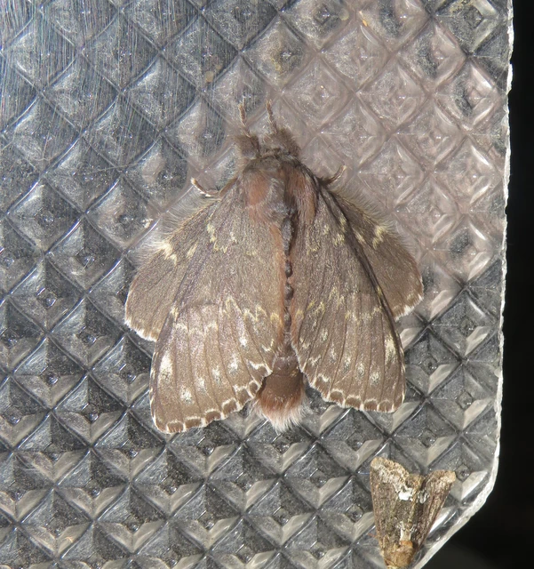 Stauropus fagi - bükkfa-púposszövő