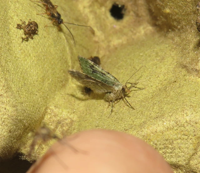 Chloroclystis v-ata - zöldes törpearaszoló