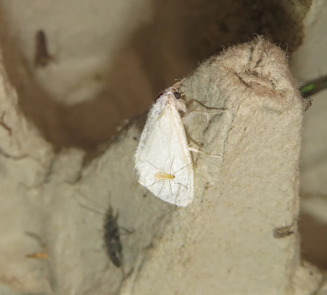 Sphrageidus similis - sárgafarú szövő
