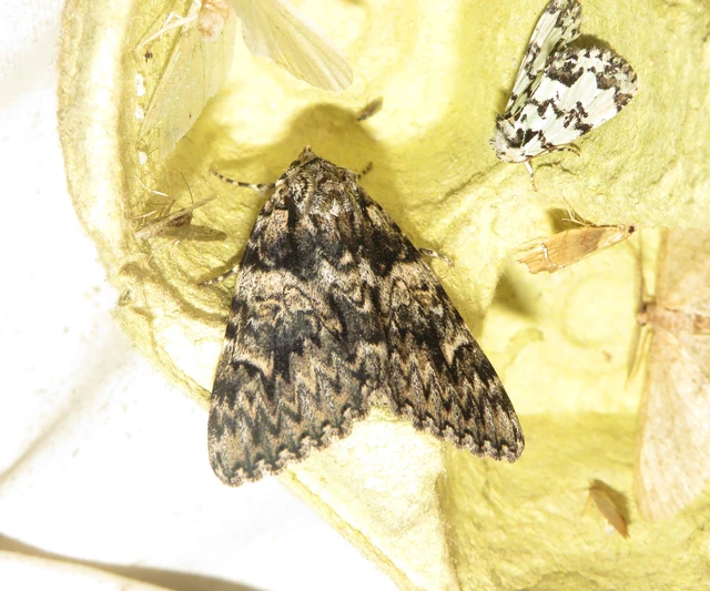 Catocala promissa - kis tölgyfa-övesbagoly