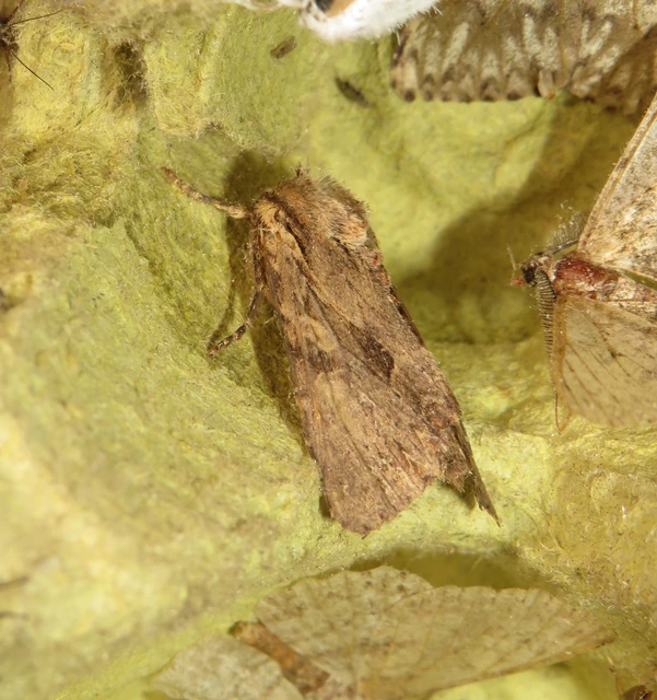 Apamea syriaca tallosi - Tallós dudvabaglya