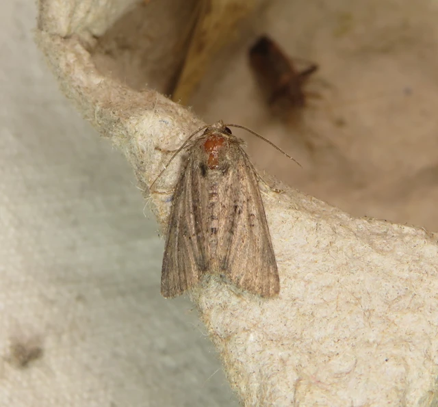Oligia strigilis/latruncula/versicolor