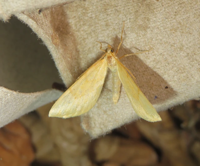 Eulithis pyraliata - sárga galajaraszoló