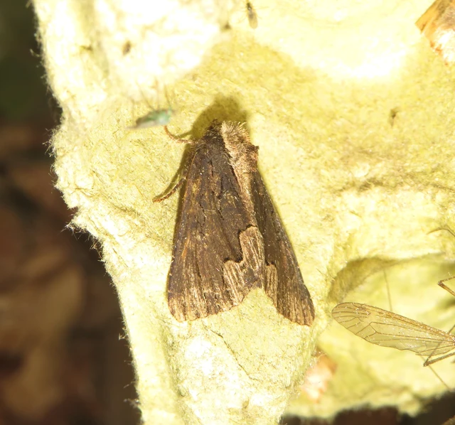 Dypterygia scabriuscula - szurokbarna nyáribagoly