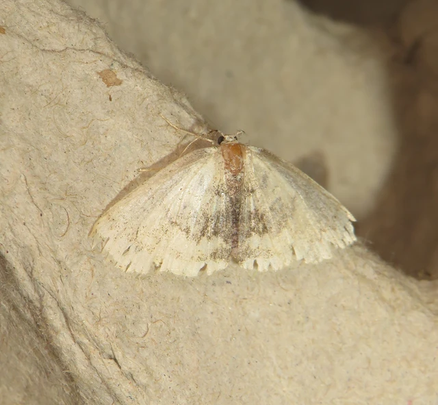 Cyclophora annularia - gyűrűs pettyesaraszoló