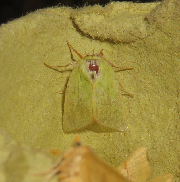 Pseudoips prasinana - bükkfa-zöldbagoly