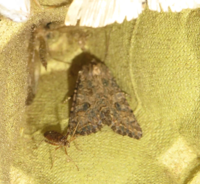 Hadula trifolii - lóherebagoly
