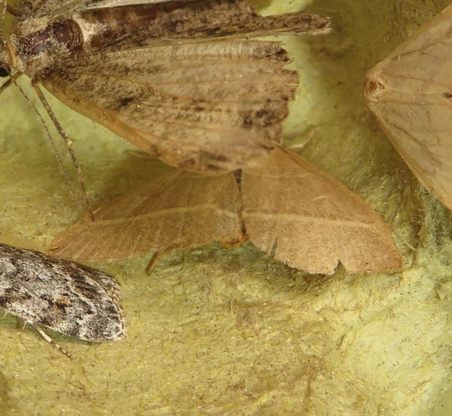 sárgacsíkos karcsúbagoly - Trisateles emortualis