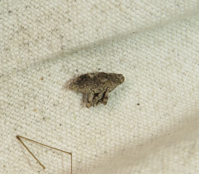 Gasterocercus depressirostris - laposorrú ormányos