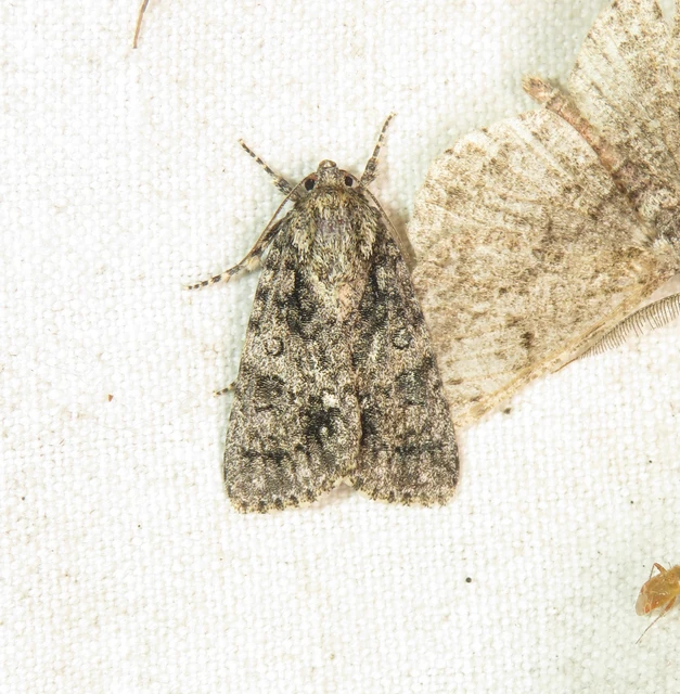 Acronicta rumicis - sóska-szigonyosbagoly Acronicta rumicis - sóska-szigonyosbagoly