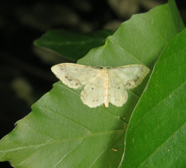 Idaea trigeminata - csúcsfoltos apróaraszoló