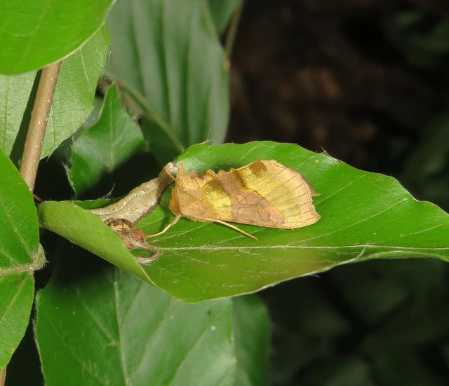 Diachrysia chrysitis - aranybagoly