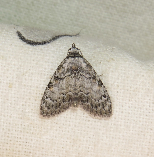 Meganola strigula - hamvas pamacsosszövő