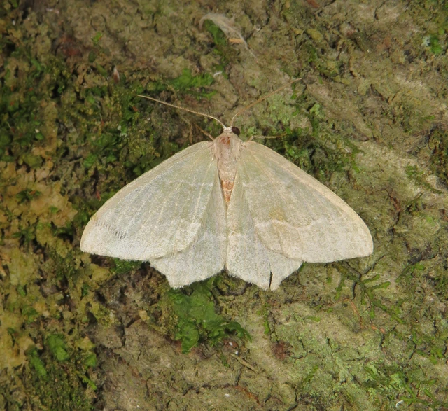 Hemithea aestivaria - nyír-zöldaraszoló