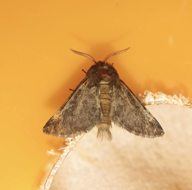 búcsújáró lepke - Thaumetopoea processionea