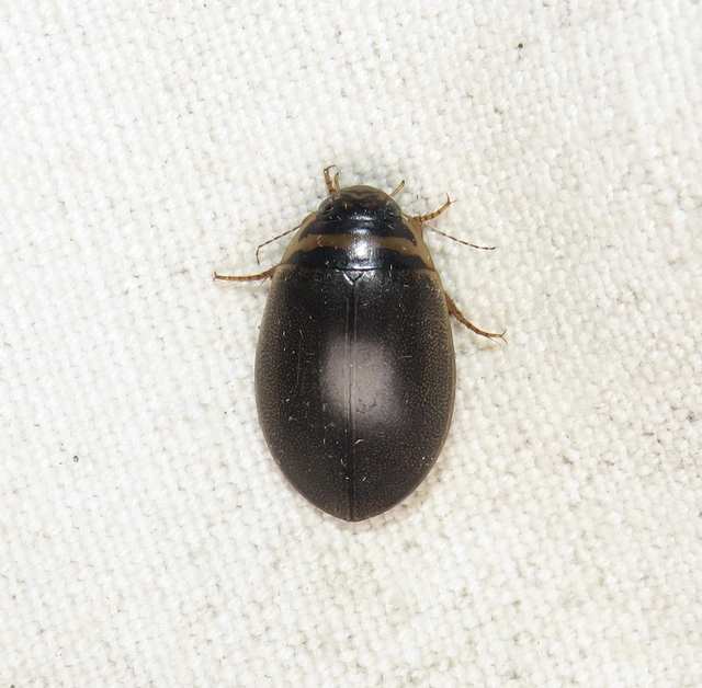 gyakori tavicsíkbogár - Graphoderus cinereus