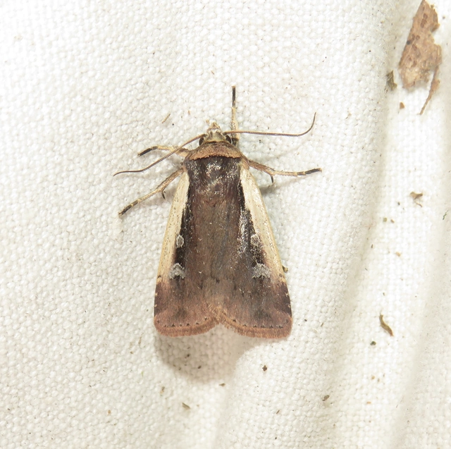 Ochropleura plecta - fehérszegélyű fűbagoly