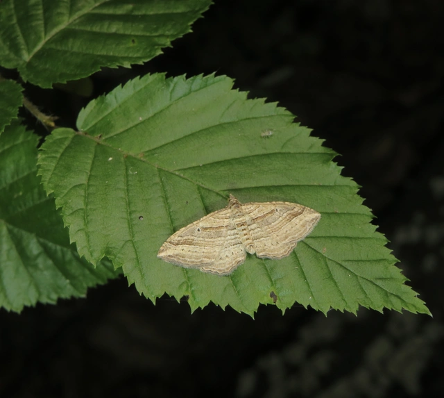 soksávú araszoló - Costaconvexa polygrammata
