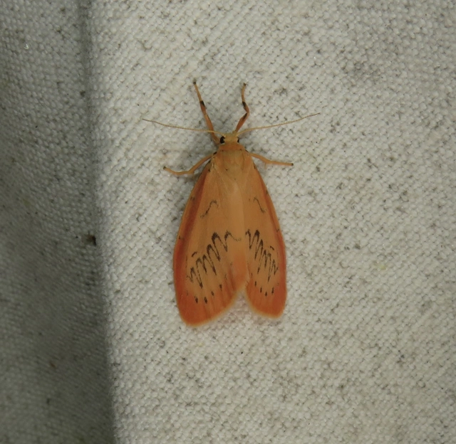 Miltochrista miniata - piros medvelepke