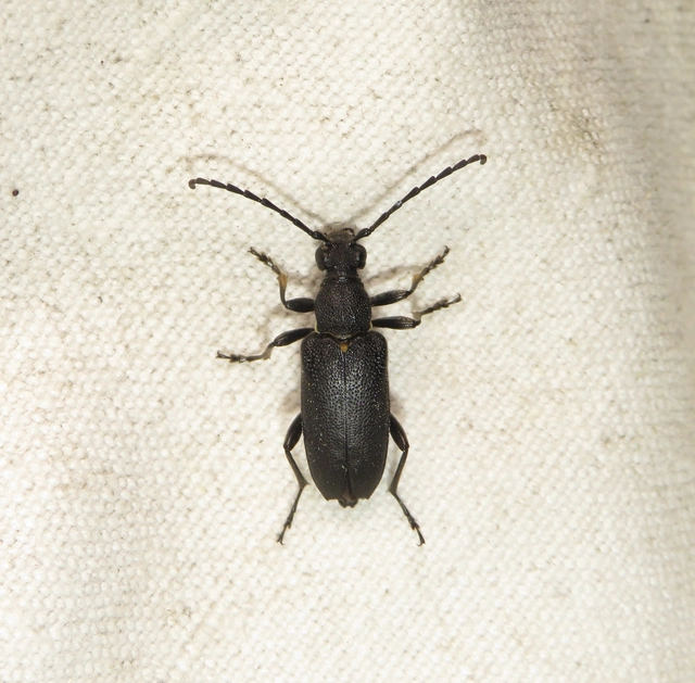 hegyi virágcincér - Stictoleptura scutellata