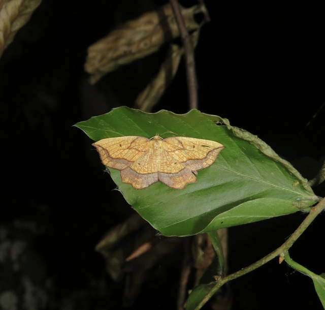 narancsszínű csücskösaraszoló - Epione repandaria