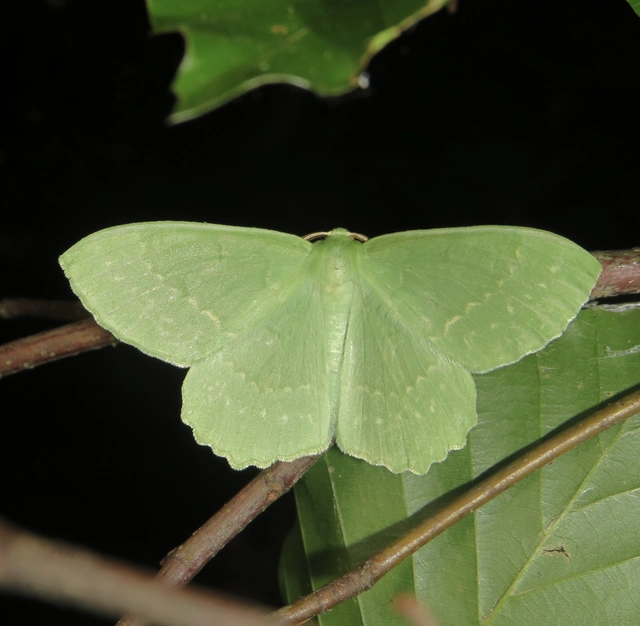 nagy zöldaraszoló - Geometra papilionaria