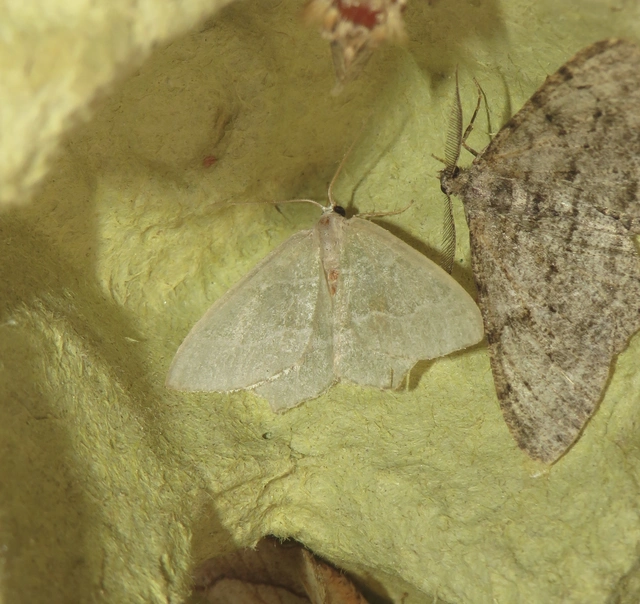 Hemithea aestivaria - nyír-zöldaraszoló