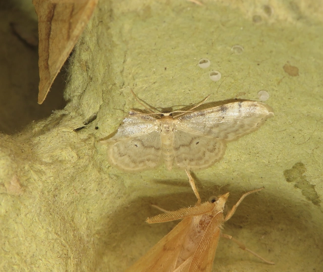 szürkeszélű apróaraszoló - Idaea fuscovenosa
