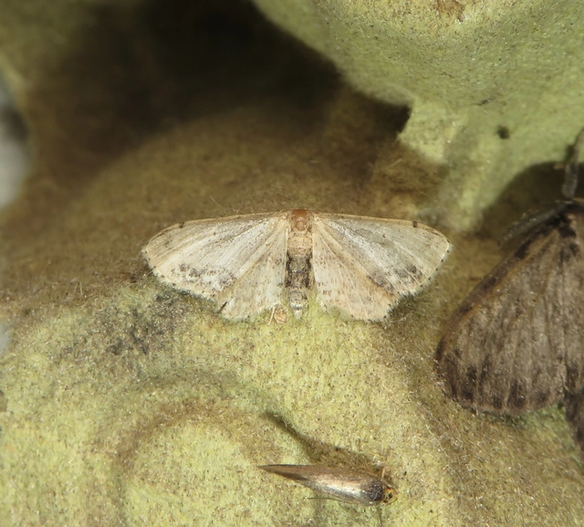 Idaea dimidiata - gyakori apróaraszoló