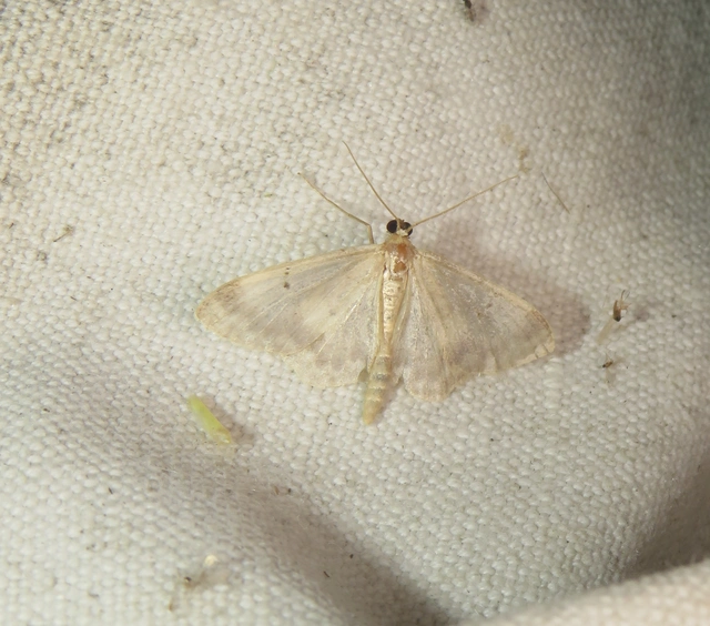 mocsári sávosaraszoló - Idaea biselata