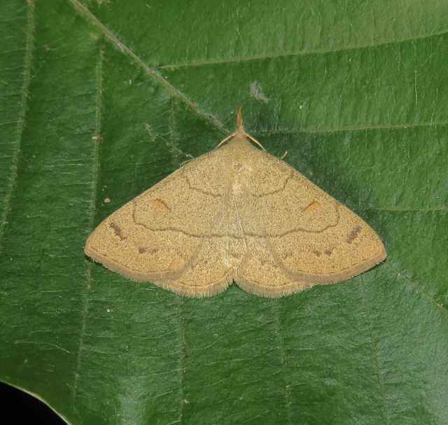 Paracolax tristalis - sárgás karcsúbagoly Paracolax tristalis - sárgás karcsúbagoly