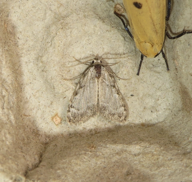 Meganola